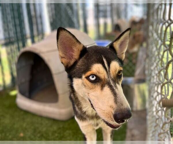 Medium Photo #9 Mutt Puppy For Sale in Rowlett, TX, USA