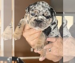 Puppy Bentley French Bulldog