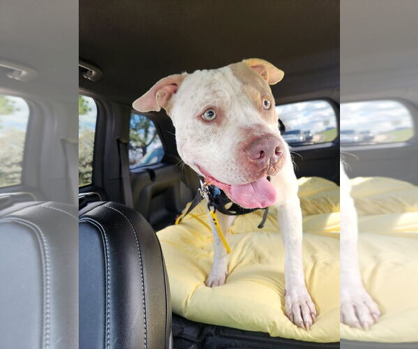 Medium Photo #2 Mutt Puppy For Sale in Virginia Beach, VA, USA