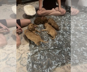 Goldendoodle Litter for sale in JASPER, TX, USA