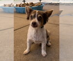 Small Chihuahua Mix