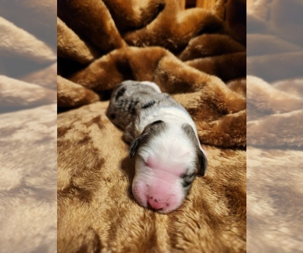 Medium Photo #125 Sheepadoodle Puppy For Sale in LEHI, UT, USA