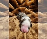 Small Photo #125 Sheepadoodle Puppy For Sale in LEHI, UT, USA