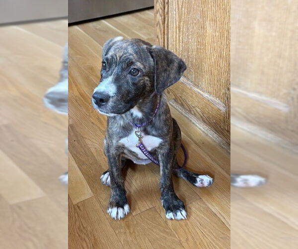 Medium Photo #2 American Pit Bull Terrier-Labrador Retriever Mix Puppy For Sale in Genesee, WI, USA