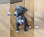 Small #1 American Pit Bull Terrier-Labrador Retriever Mix