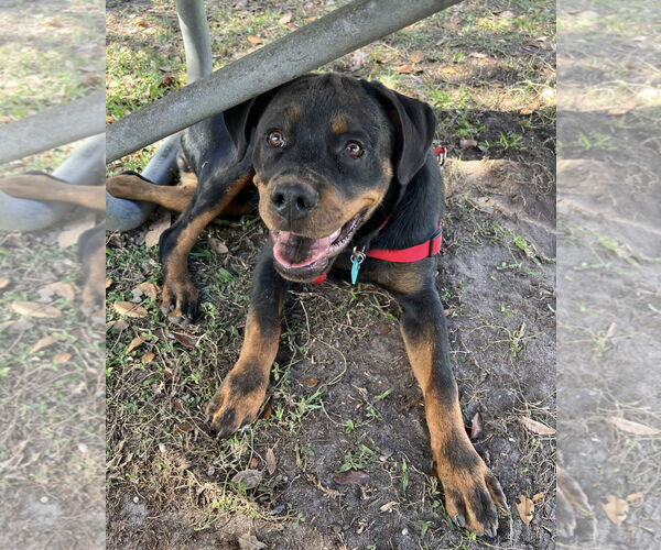Medium Photo #2 Rottweiler Puppy For Sale in Miami, FL, USA