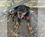 Small #1 Rottweiler