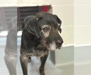 Labrador Retriever-Unknown Mix Dogs for adoption in Visalia, CA, USA