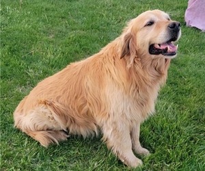 Father of the Golden Retriever puppies born on 05/06/2025