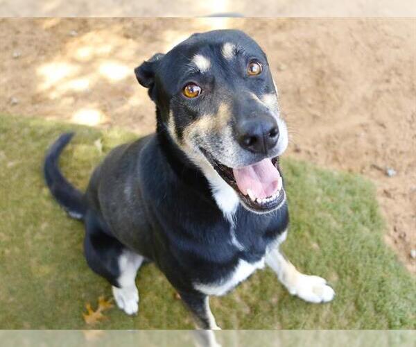 Medium Photo #2 German Shepherd Dog-Unknown Mix Puppy For Sale in Tallahassee, FL, USA