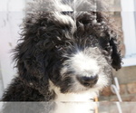 Small Photo #1 Bernedoodle Puppy For Sale in DUNDEE, OH, USA