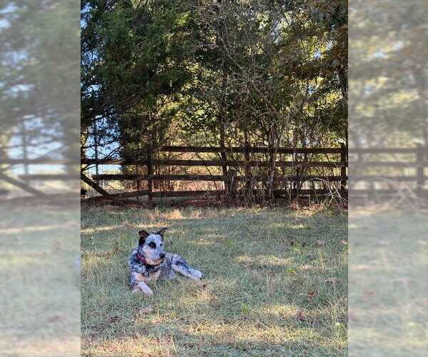 Medium Photo #3 Mutt Puppy For Sale in Garden City, NY, USA