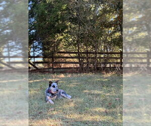 Brooklyn - Female Mutt Dog for Adoption - Photo #3