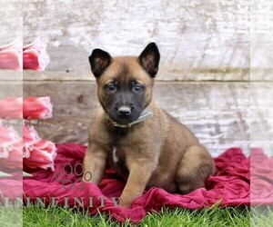 Belgian Malinois Puppy for sale in RONKS, PA, USA