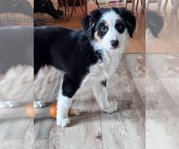 Medium Photo #16 Australian Shepherd-Bernedoodle Mix Puppy For Sale in MELROSE, NY, USA
