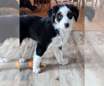 Small Photo #16 Australian Shepherd-Bernedoodle Mix Puppy For Sale in MELROSE, NY, USA