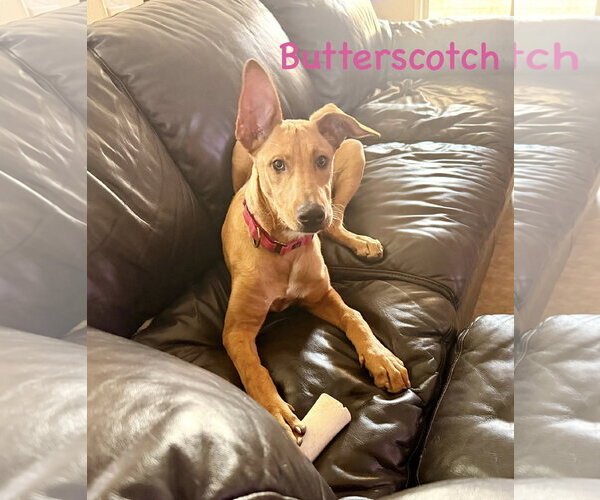 Medium Photo #13 Carolina Dog-German Pinscher Mix Puppy For Sale in Cave Creek, AZ, USA