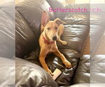 Small #12 Carolina Dog-German Pinscher Mix