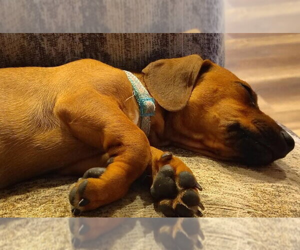 Medium Photo #4 Dachshund-Unknown Mix Puppy For Sale in San Diego, CA, USA