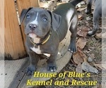 Small #4 American Pit Bull Terrier