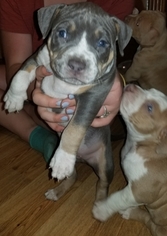 American Bully Puppy for sale in LAKEWOOD, WA, USA
