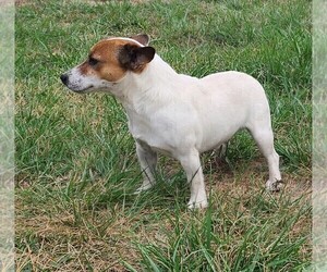 Father of the Jack Russell Terrier puppies born on 08/30/2023