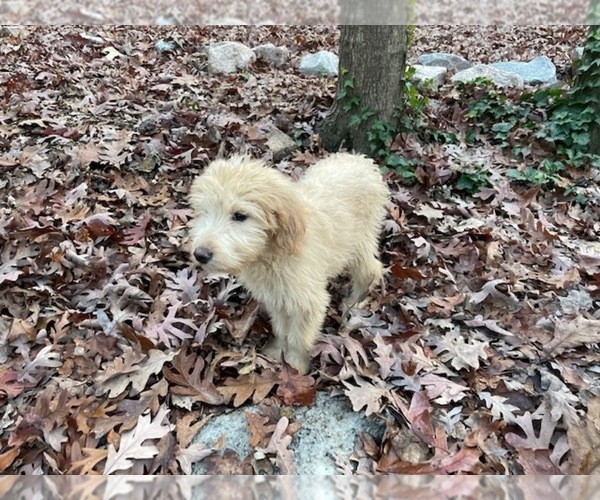 Medium Photo #7 Goldendoodle (Miniature) Puppy For Sale in RALEIGH, NC, USA