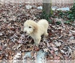 Small Photo #7 Goldendoodle (Miniature) Puppy For Sale in RALEIGH, NC, USA