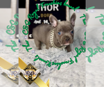 Small #5 French Bulldog