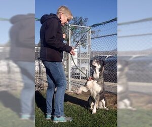 Logan - Male American Staffordshire Terrier-Siberian Husky Mix Dog for Adoption - Photo #2