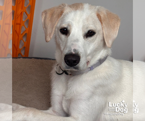 Labrador Retriever-Unknown Mix Dogs for adoption in Washington, DC, USA