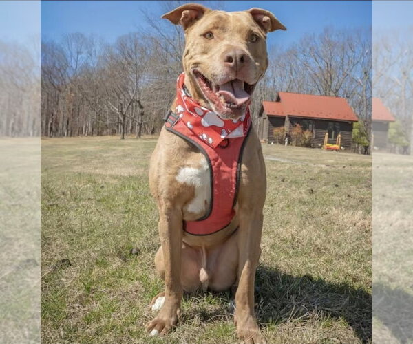 Medium Photo #2 American Pit Bull Terrier Puppy For Sale in Westminster, MD, USA