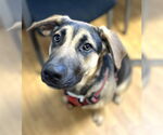 Small #3 German Shepherd Dog Mix