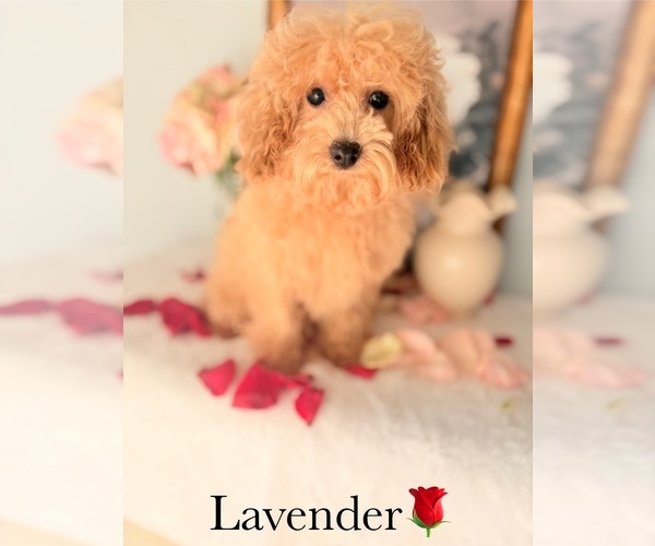 Medium Photo #9 Poodle (Toy) Puppy For Sale in MURFREESBORO, TN, USA