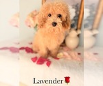 Small #8 Poodle (Toy)