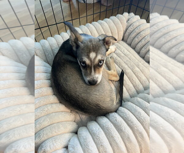 Medium Photo #21 Siberian Husky-Unknown Mix Puppy For Sale in Brooklyn, NY, USA