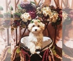 Small Photo #14 Maltese-Poodle (Toy) Mix Puppy For Sale in INDEPENDENCE, MO, USA