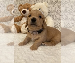 Dachshund Puppy for Sale in BUCHANAN, Georgia USA
