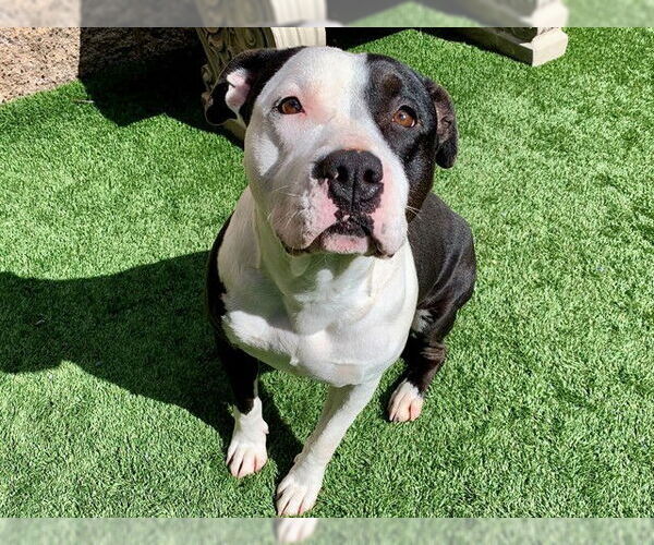 Medium Photo #2 Mutt Puppy For Sale in Moreno Valley, CA, USA