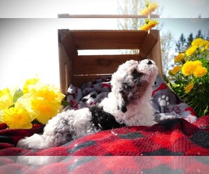 Poodle (Miniature) Puppy for sale in LUBLIN, WI, USA