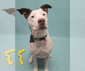 Siberian Husky-Unknown Mix Dogs for adoption in Fort Collins, CO, USA