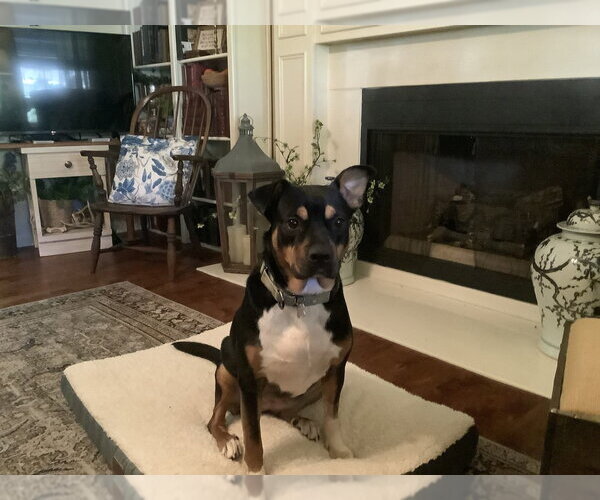 Medium Photo #2 Mutt Puppy For Sale in Boston, MA, USA