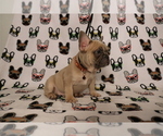 Small Photo #79 French Bulldog Puppy For Sale in TACOMA, WA, USA