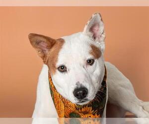 Mutt Dogs for adoption in San Andreas, CA, USA