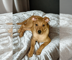 Small #23 Carolina Dog