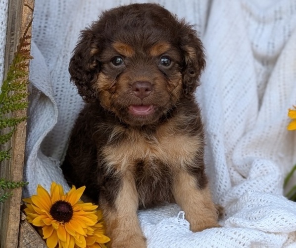 Medium Photo #17 Cock-A-Poo Puppy For Sale in GOSHEN, IN, USA