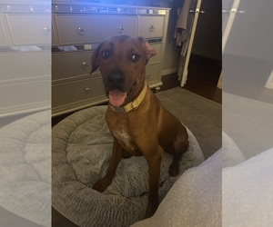 Rhodesian Ridgeback Puppy for sale in LA JOLLA, CA, USA