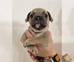 Small Photo #5 French Bulldog Puppy For Sale in FLEMING ISLAND, FL, USA