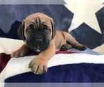 Small Photo #5 Cane Corso Puppy For Sale in LANCASTER, PA, USA