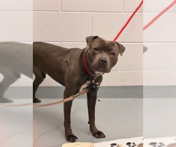 Medium Photo #1 Mutt Puppy For Sale in St. Cloud, FL, USA